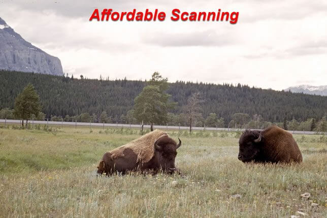 Affordable Scanning—Buffalo slide with natural grass and sky tones