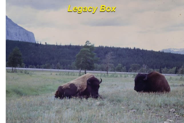 Legacy Box—Buffalo slide baseline scan for comparison