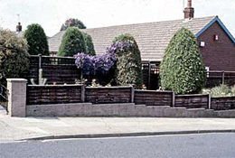 Trees photo scanned by Affordable showing full framing and color